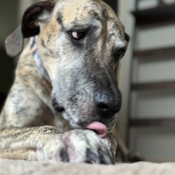 Brookdale Animal Hospital - Zarah the great