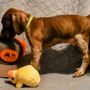 Photo of Jenny Ridge Kennels - German shorthaired Pointers
