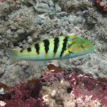 Petco - Six bar wrasse - Pet Training Near Me - Attleboro, Massachusetts Petco - Six bar wrasse - Pet Training Near Me - Attleboro, Massachusetts