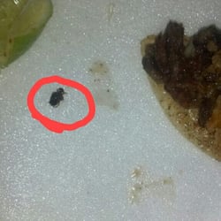 Crazy Taco - I found this roach in my taco. :(