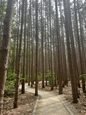 Rosy Mound Natural Area by null