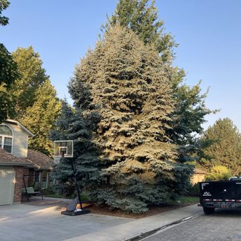 Workman Tree and Landscaping - a tree in a residential area - Landscaping Near Me Workman Tree and Landscaping - a tree in a residential area - Landscaping Near Me