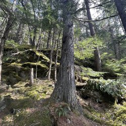 Chilkat Guides