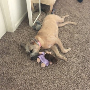Puppy Pitstop - Pet Sitting Near Me - Speedway, Indiana