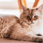 Photo of Pawsitive Animal Hospital