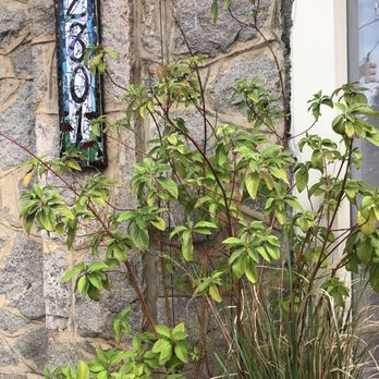 Motzi Bread - a plant in a pot outside of a house - Bakeries Near Me - Baltimore, Maryland