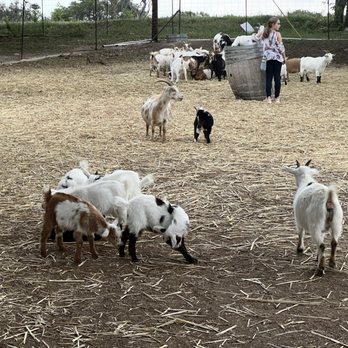 Jester King Brewery - Goats - Breweries Near Me - Austin, Texas Jester King Brewery - Goats - Breweries Near Me - Austin, Texas
