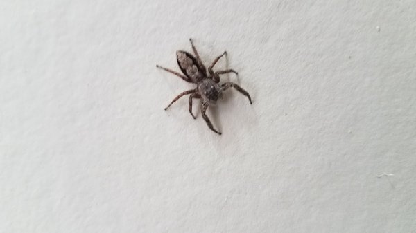 Spider Control - Spiders live anywhere in your home during the winter time due to it being springtime in your home year round Spider Control - Spiders live anywhere in your home during the winter time due to it being springtime in your home year round