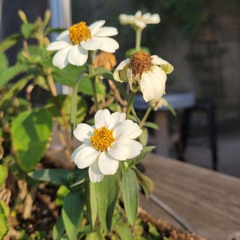 Wiseacre Brewing Company - white flowers in a window box - Breweries Near Me - Memphis, Tennessee Wiseacre Brewing Company - white flowers in a window box - Breweries Near Me - Memphis, Tennessee