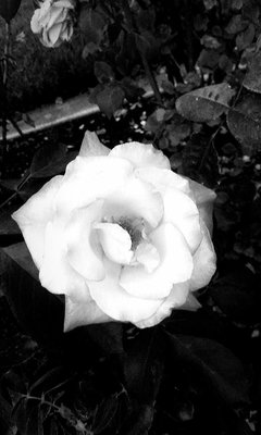 Rose Garden at Victory Park by null