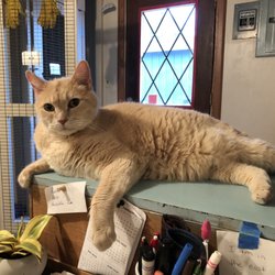 Clemmer Pet Resort - Ginger relaxes while her kitty suite is being cleaned.