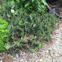 Perenni-Als - Indiana cactus