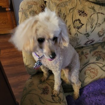 Severn Grooming & Boarding - Soohies uneven hair cut - Pet Sitting Near Me - Severn, Maryland Severn Grooming & Boarding - Soohies uneven hair cut - Pet Sitting Near Me - Severn, Maryland