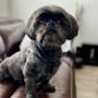Photo of The Dog Walker Houston