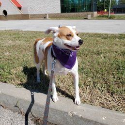 Pumpkin rockin' his Shakers bandana. Pumpkin rockin' his Shakers bandana.