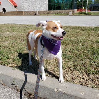 Shakers Dog Wash - Pumpkin rockin' his Shakers bandana. - Pet Groomers Near Me - Saint Louis, Missouri Shakers Dog Wash - Pumpkin rockin' his Shakers bandana. - Pet Groomers Near Me - Saint Louis, Missouri