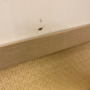 BWI Airport Marriott - Bug smashed on picture - Hotels Near Me - Linthicum Heights, Maryland BWI Airport Marriott - Bug smashed on picture - Hotels Near Me - Linthicum Heights, Maryland