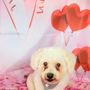 Photo of Astoria Holistic Pets Spa
