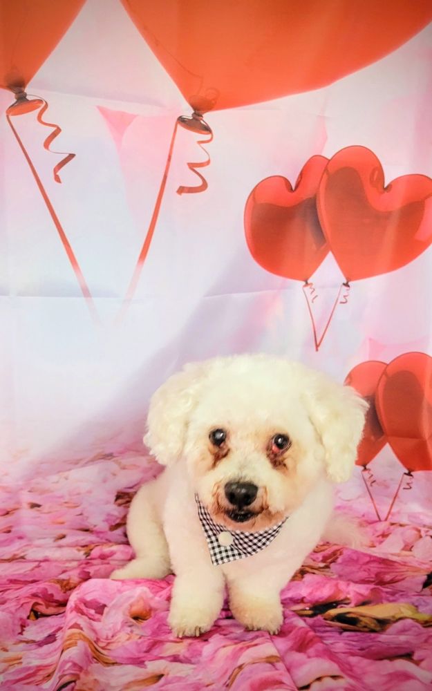 Astoria Holistic Pets Spa - pet boarding facility in Queens, NY