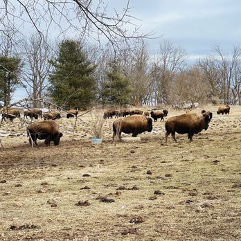 Pohl Bison Bed and Breakfast - a herd of bison - Bed & Breakfast Near Me - Rosebush, Michigan Pohl Bison Bed and Breakfast - a herd of bison - Bed & Breakfast Near Me - Rosebush, Michigan