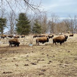 Pohl Bison Bed and Breakfast