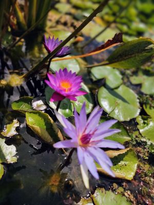 Pinecrest Gardens by null
