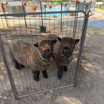 Montebello Barnyard Zoo - Petting Zoos Near Me - Montebello, California Montebello Barnyard Zoo - Petting Zoos Near Me - Montebello, California