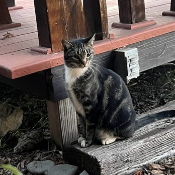 Ragged Point Inn - Nanny kitty - Hotels Near Me - San Simeon, California Ragged Point Inn - Nanny kitty - Hotels Near Me - San Simeon, California