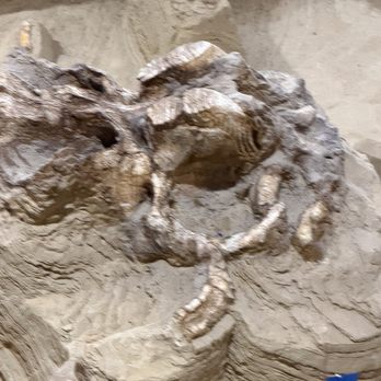 The Mammoth Site - Fossils - Museums Near Me - Hot Springs, South Dakota The Mammoth Site - Fossils - Museums Near Me - Hot Springs, South Dakota