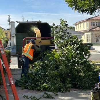 tree service - Work in progress - Tree Services Near Me tree service - Work in progress - Tree Services Near Me