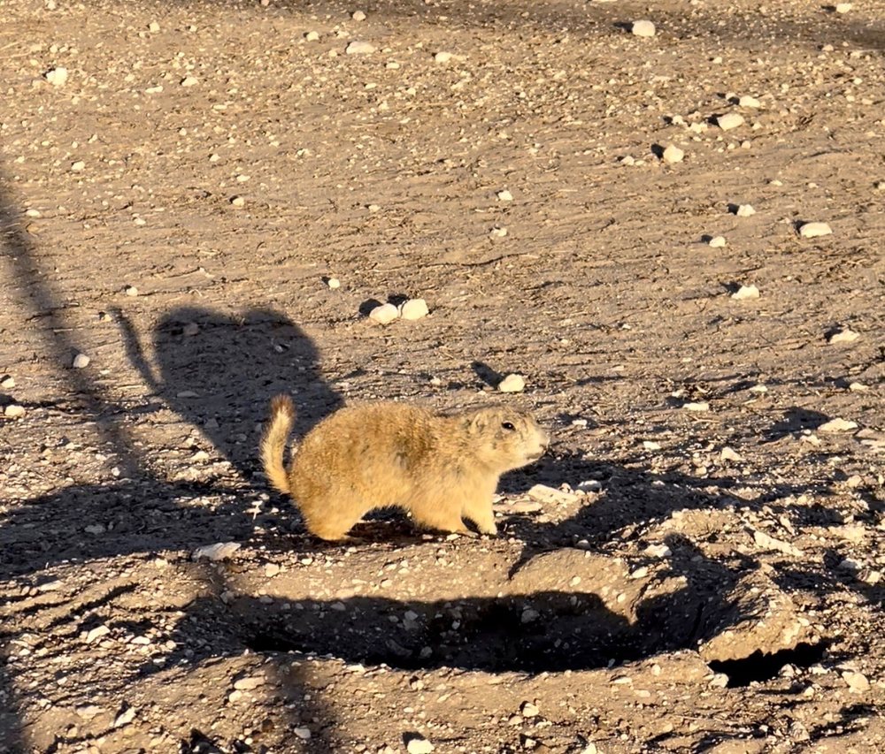 Prairie Dog Town