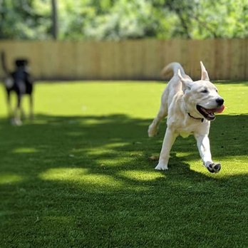 Dogstyle - Pet Sitting Near Me - Vernon Hills, Illinois Dogstyle - Pet Sitting Near Me - Vernon Hills, Illinois