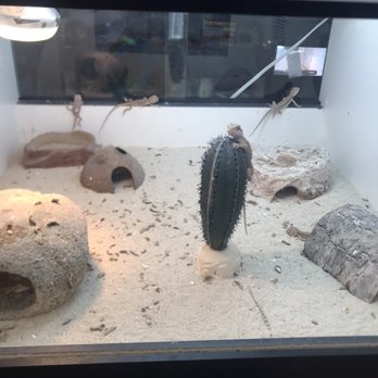 The Reptile Room - Poop in enclosures - Reptile Shops Near Me - Hayward, California The Reptile Room - Poop in enclosures - Reptile Shops Near Me - Hayward, California