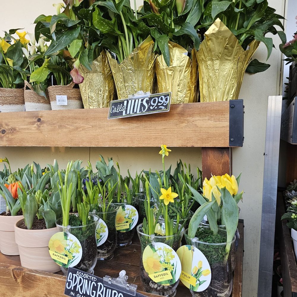 Trader Joe's - Daffodils are here! - Grocery Near Me - Ventura, California Trader Joe's - Daffodils are here! - Grocery Near Me - Ventura, California