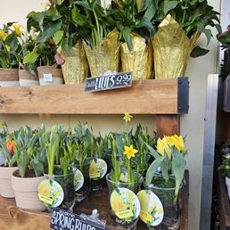 Daffodils are here!