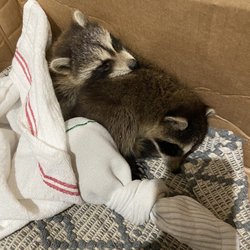 Ohio Wildlife Center's Hospital - Raccoon
