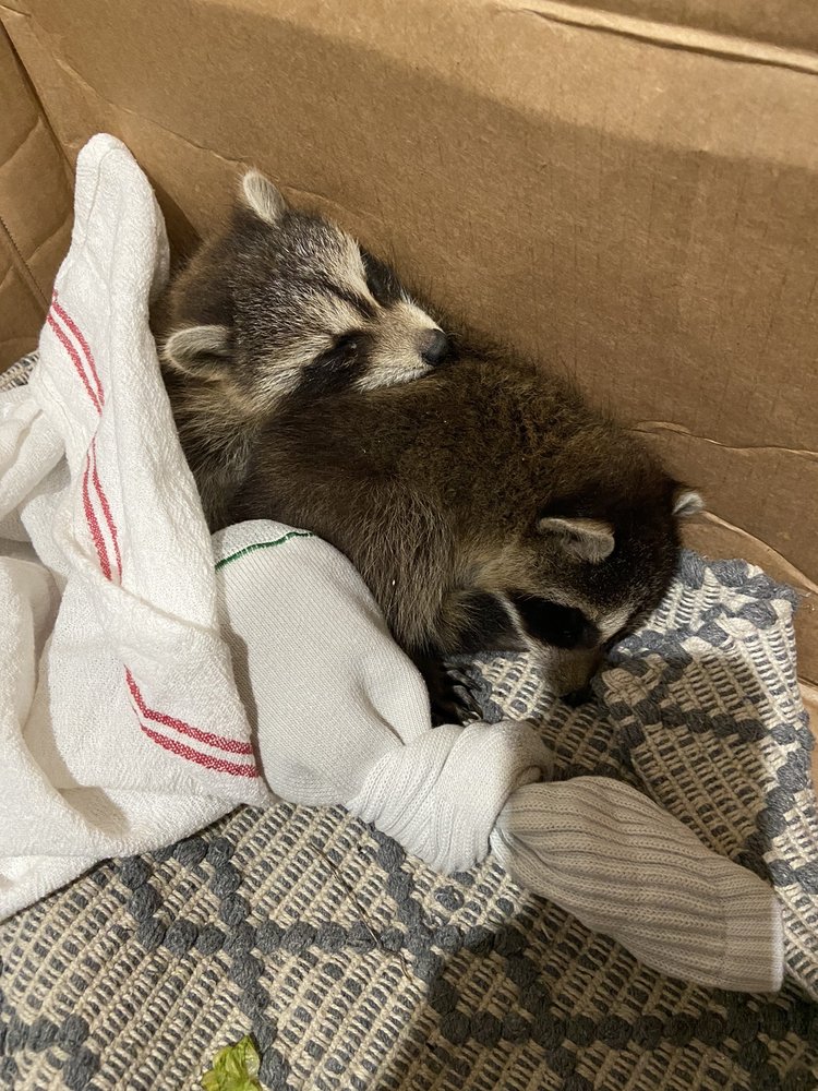 Ohio Wildlife Center's Hospital - social services organization in Columbus, OH