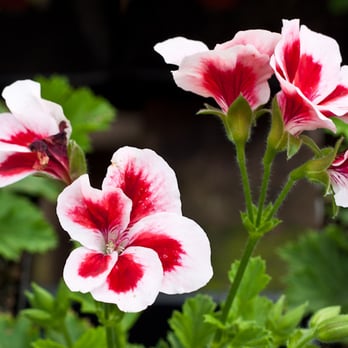The Greenery Garden Centre - Martha Washington "Strawberry Cream" - Landscaping Near Me - Kelowna, British Columbia