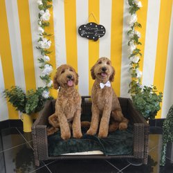Pet Clemente - Golden Doodle Groom