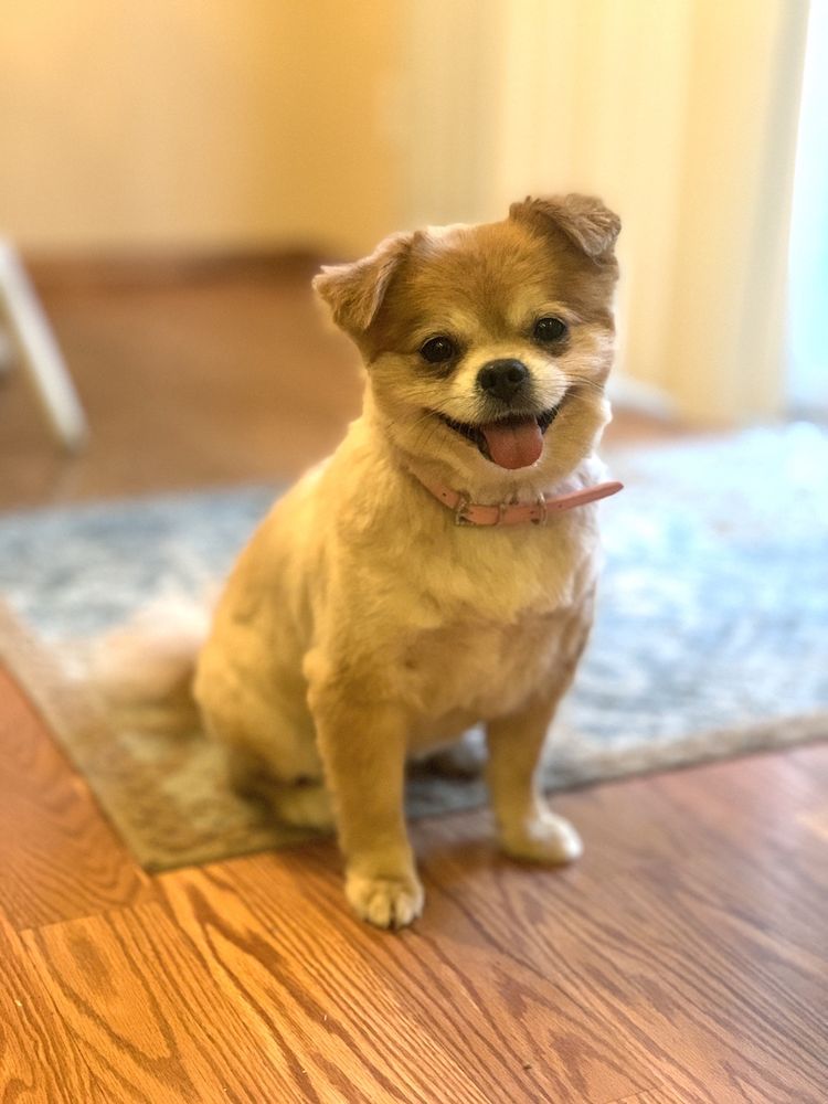 A POSH POOCH Updated September 2024 15 Photos 1039 S Rapids Bend