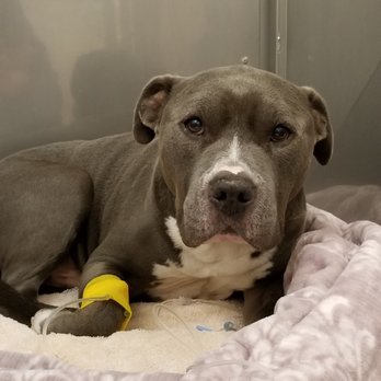 SAGE Veterinary Centers - Concord - Resting - Veterinarians Near Me - Concord, California