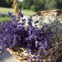 Soleado Lavender Farm