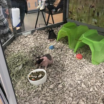 Petco - Skinny pig? - Pet Stores Near Me - Louisville, Kentucky Petco - Skinny pig? - Pet Stores Near Me - Louisville, Kentucky