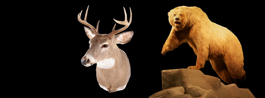 Joel's Taxidermy - taxidermy in Sulphur Springs, TX