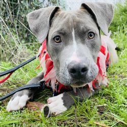 Contra Costa Animal Services - Brad Pitt