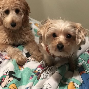Bakers Dog Care - Pet Sitting Near Me - Secaucus, New Jersey Bakers Dog Care - Pet Sitting Near Me - Secaucus, New Jersey