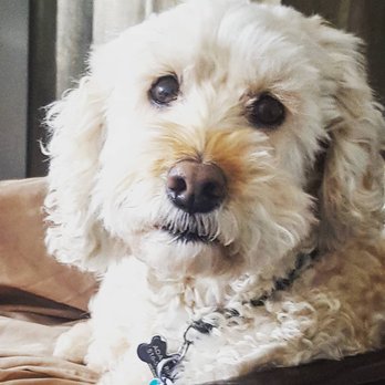 At Home Veterinary - Veterinarians Near Me At Home Veterinary - Veterinarians Near Me