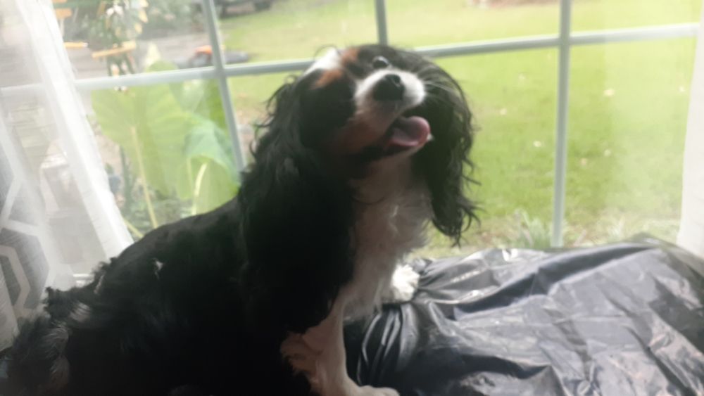 CENTRAL BARK MOBILE GROOMING 14 Photos Birmingham, Alabama Pet