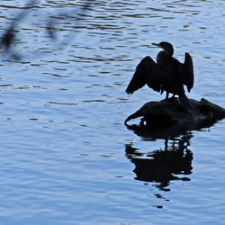 Lots of places for the local wildlife to relax