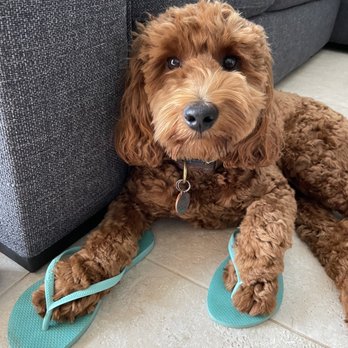 Rosebud Australian Labradoodles - Pet Breeders Near Me - Encinitas, California